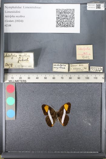 Media type: image;   Entomology 145512